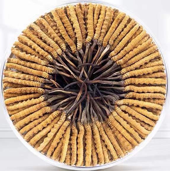 南沙冬虫夏草回收